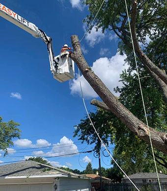 Cutting Edge Tree Service - Tree Removal