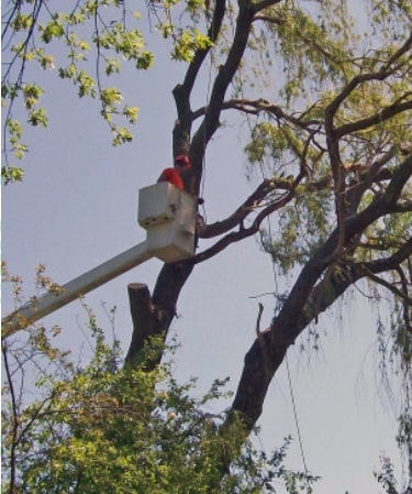 Cutting Edge Tree Service worker trimming a tree