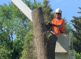 Cutting Edge Tree Services - Tree Removal